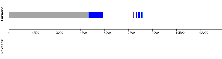 gene structure