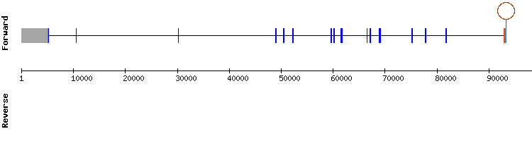 gene structure