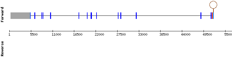 gene structure