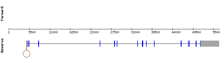 gene structure