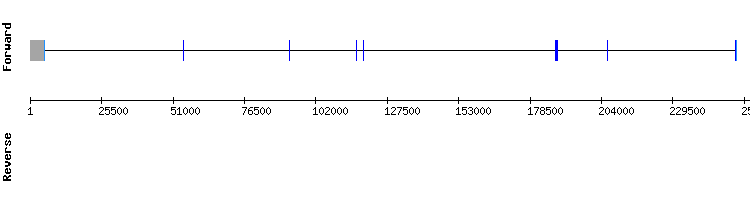 gene structure