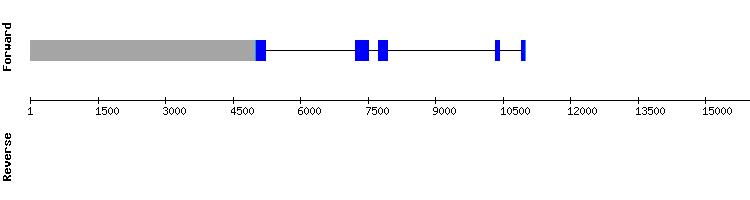 gene structure