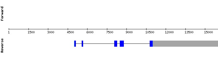 gene structure
