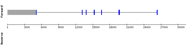 gene structure