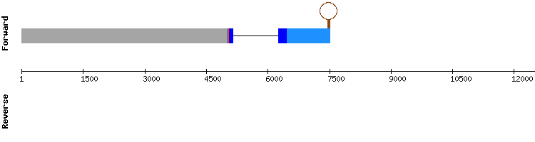 gene structure