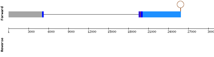 gene structure