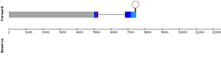 gene structure
