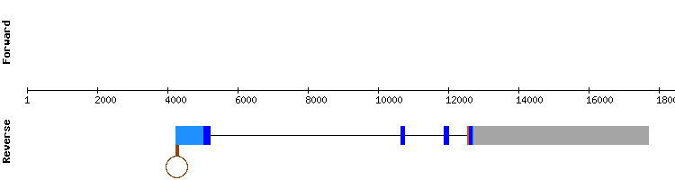 gene structure