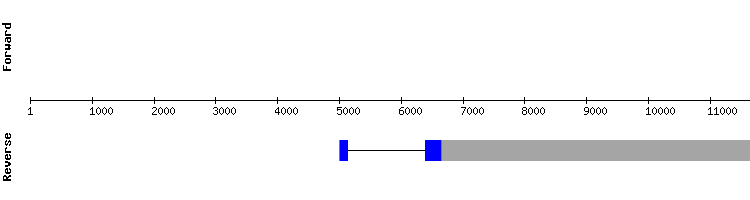 gene structure