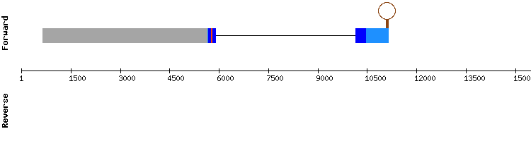 gene structure