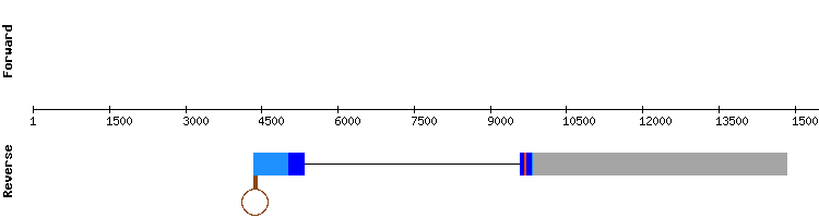 gene structure