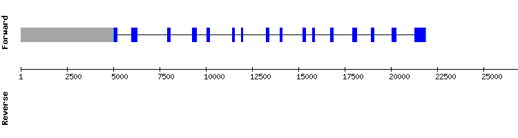 gene structure
