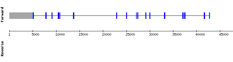 gene structure
