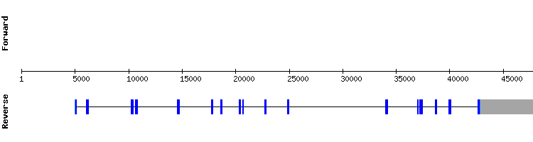 gene structure