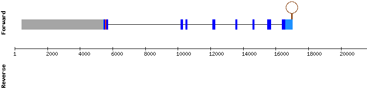 gene structure