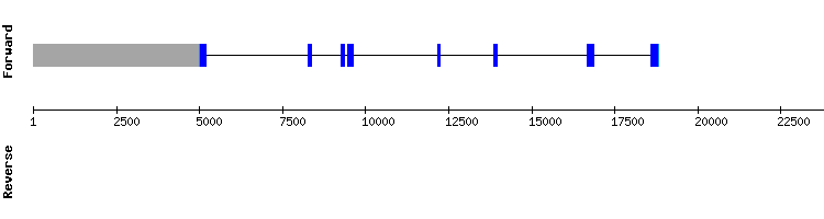 gene structure
