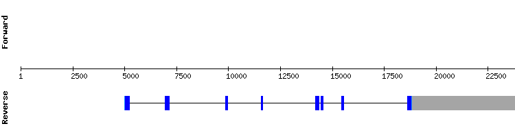 gene structure