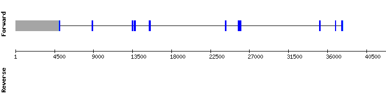 gene structure