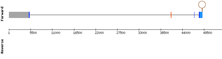 gene structure