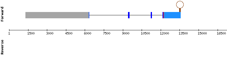 gene structure