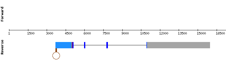 gene structure