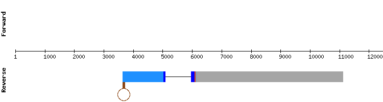 gene structure