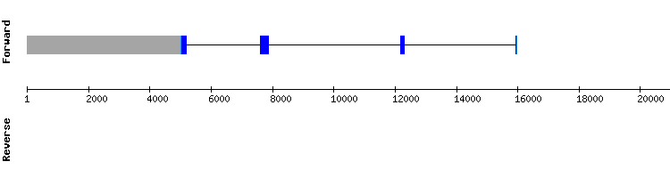 gene structure