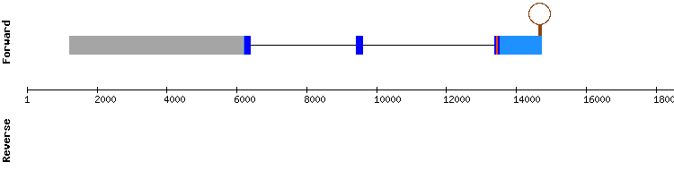 gene structure