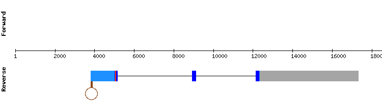 gene structure