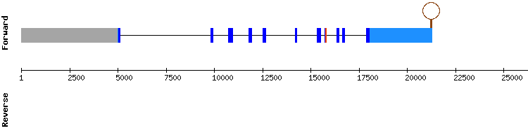 gene structure
