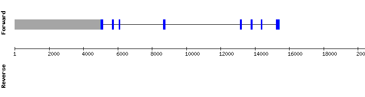 gene structure
