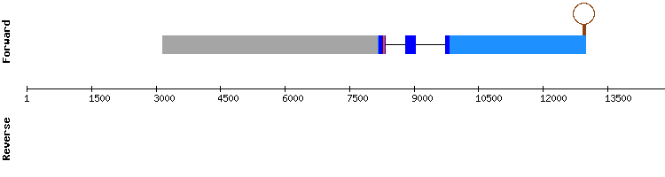 gene structure
