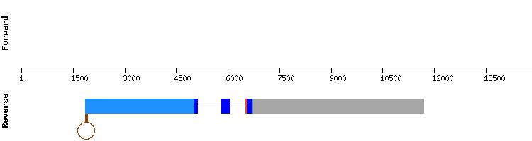gene structure