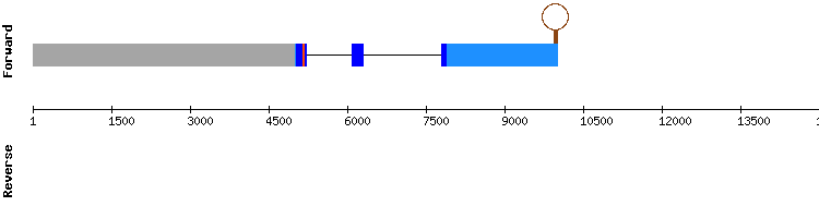 gene structure