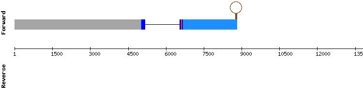 gene structure
