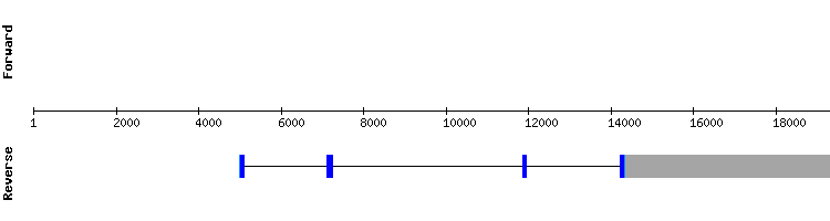 gene structure