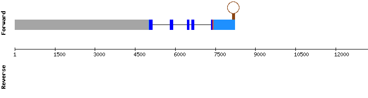 gene structure