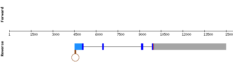 gene structure