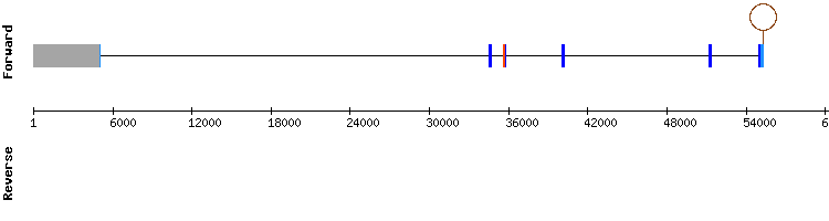 gene structure