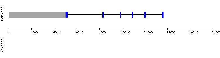 gene structure