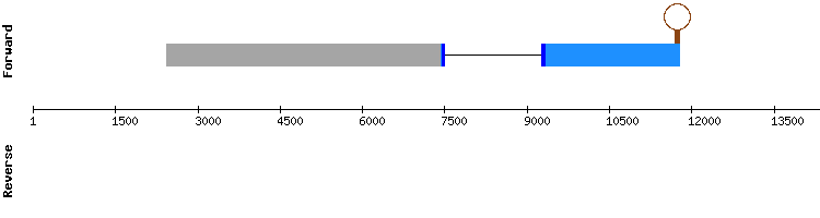 gene structure