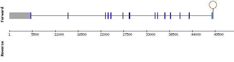 gene structure