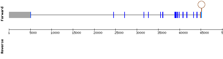 gene structure