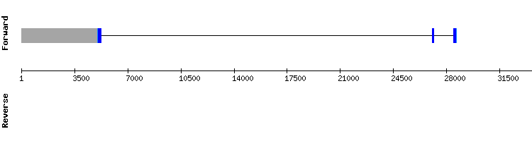 gene structure