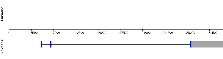 gene structure