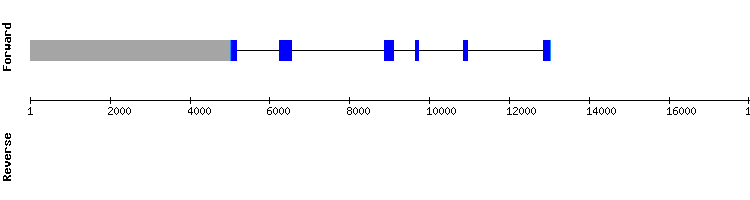 gene structure