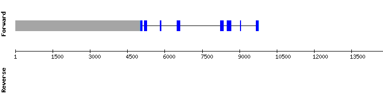 gene structure