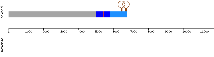 gene structure