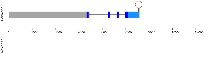 gene structure