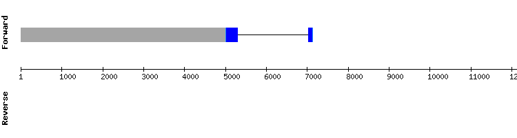 gene structure